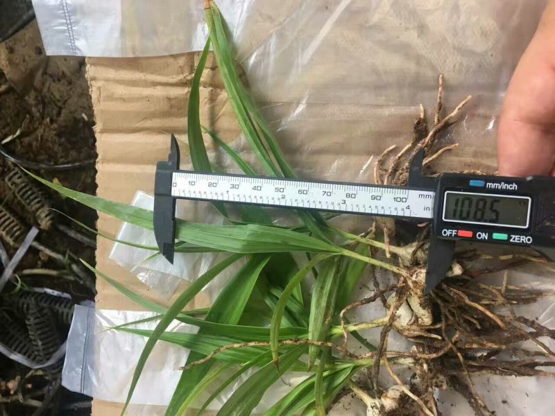 三叉白芨种苗10~20cm