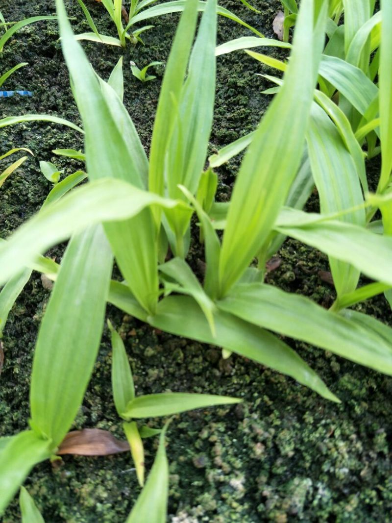 三叉白芨种苗10~20cm