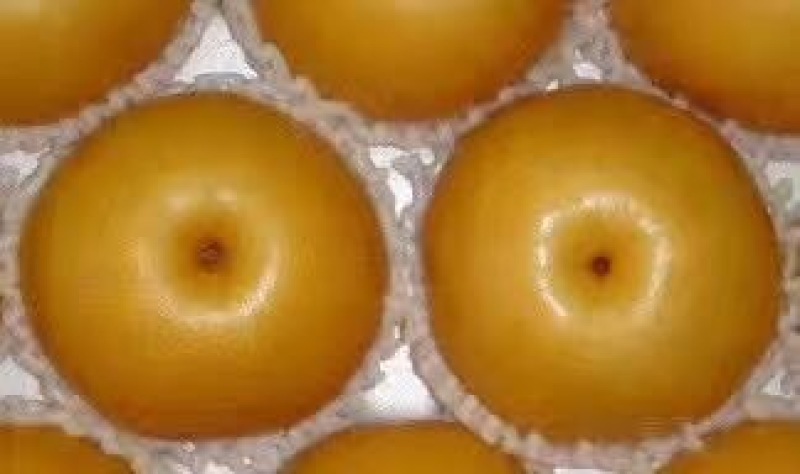 丰水梨