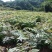 红油香椿苗大棚80cm以上