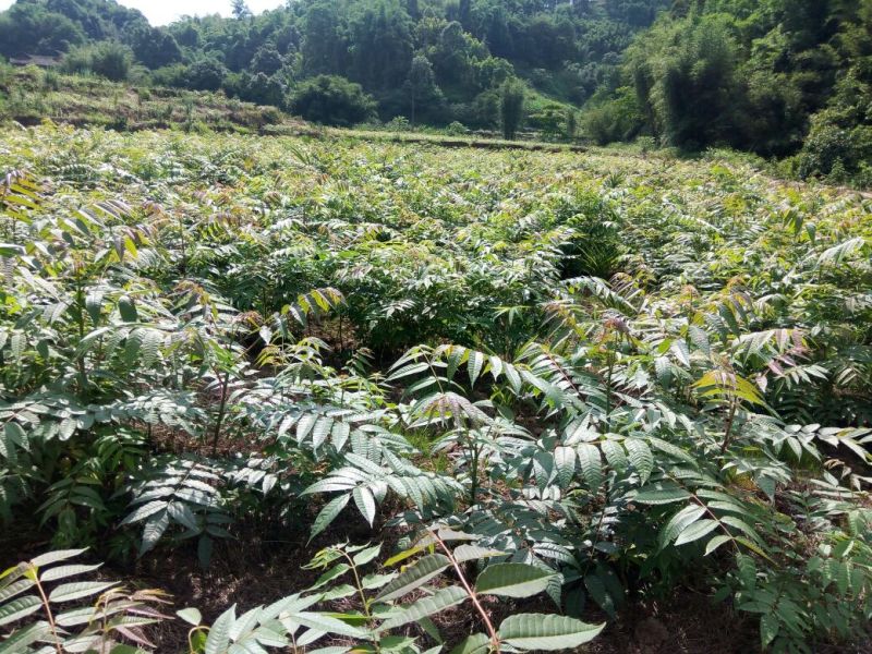 红油香椿苗大棚80cm以上