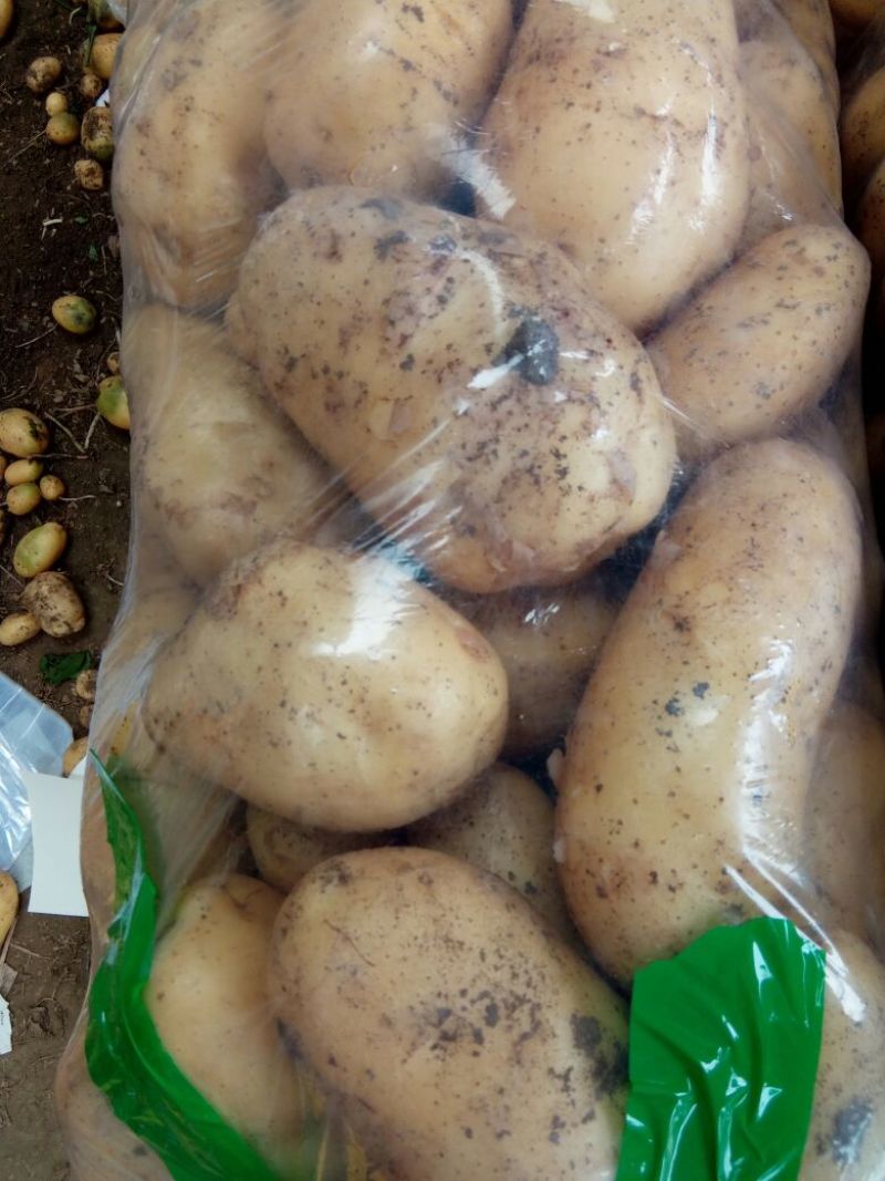 万亩土豆基地大量上市(早大白，荷兰)产地直发！！