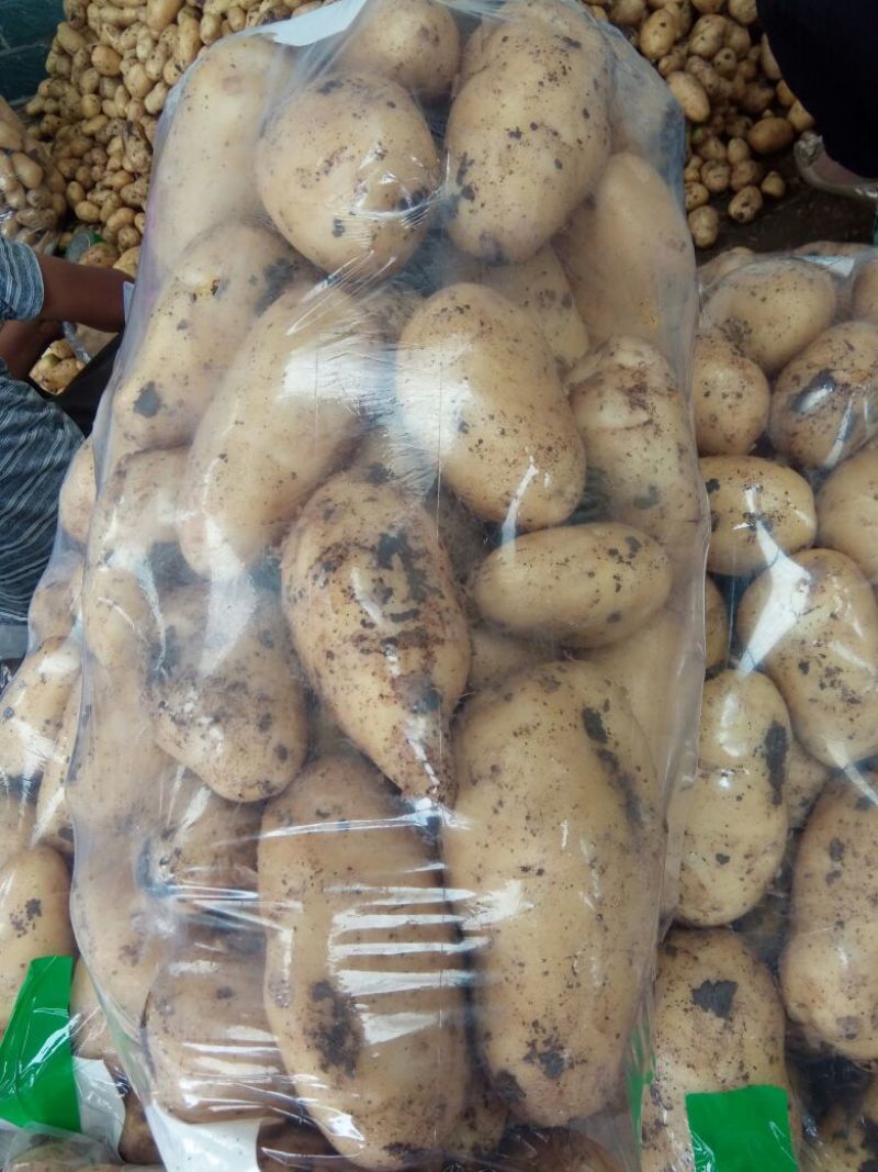 万亩土豆基地大量上市(早大白，荷兰)产地直发！！