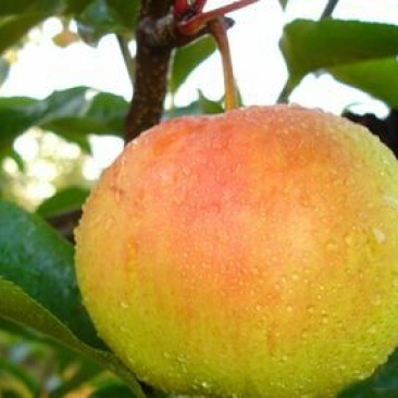 苹果梨250~300g纸箱