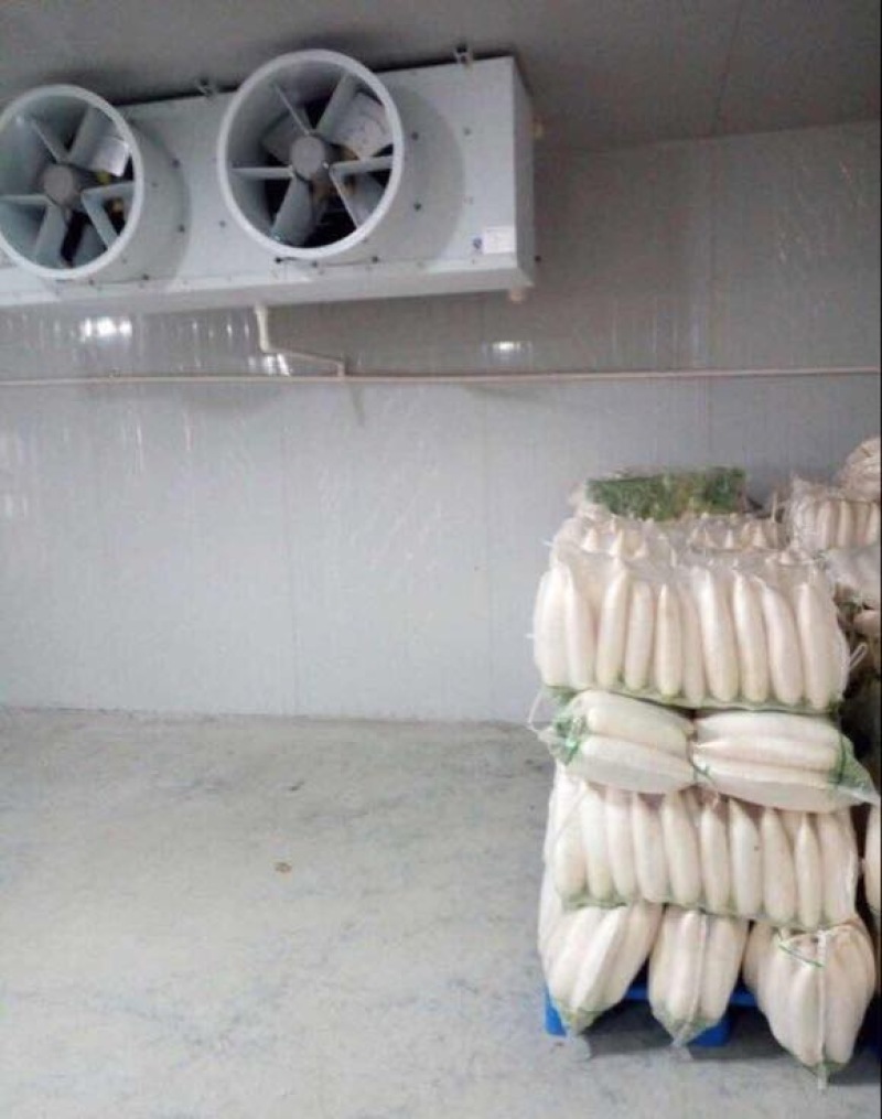 精品白萝卜货源充足，基地直供，保证质量