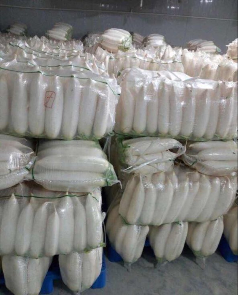 精品白萝卜货源充足，基地直供，保证质量