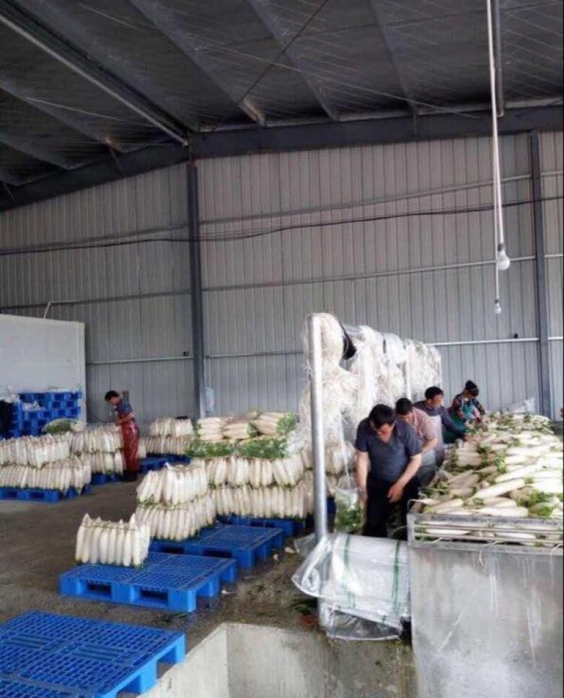 精品白萝卜货源充足，基地直供，保证质量