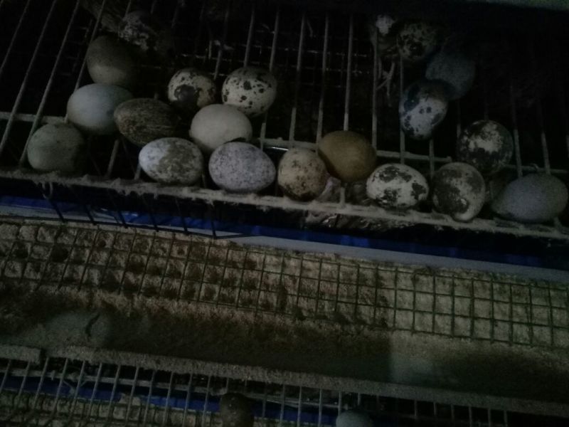 鹌鹑蛋食用