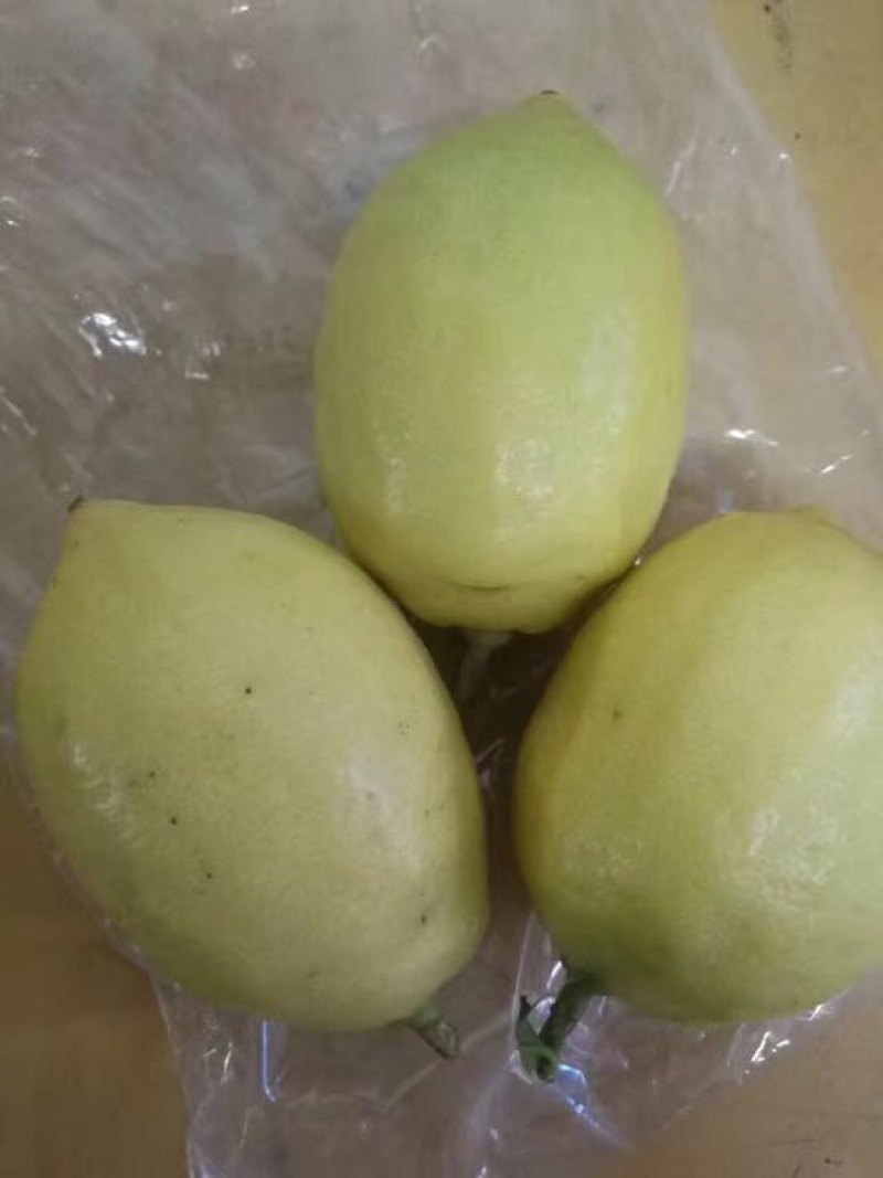 香水柠檬