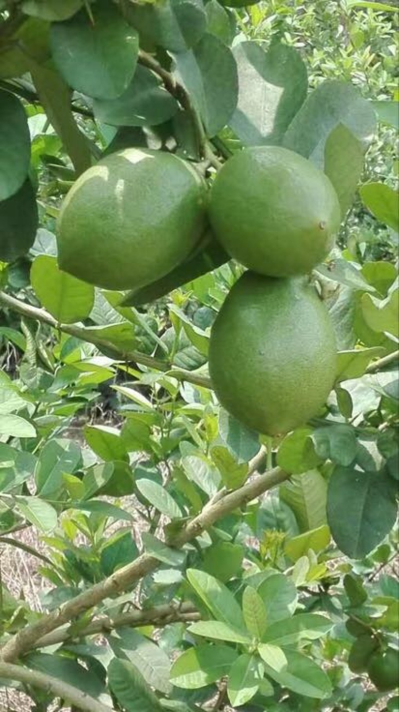 香水柠檬