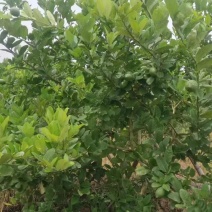 香水柠檬
