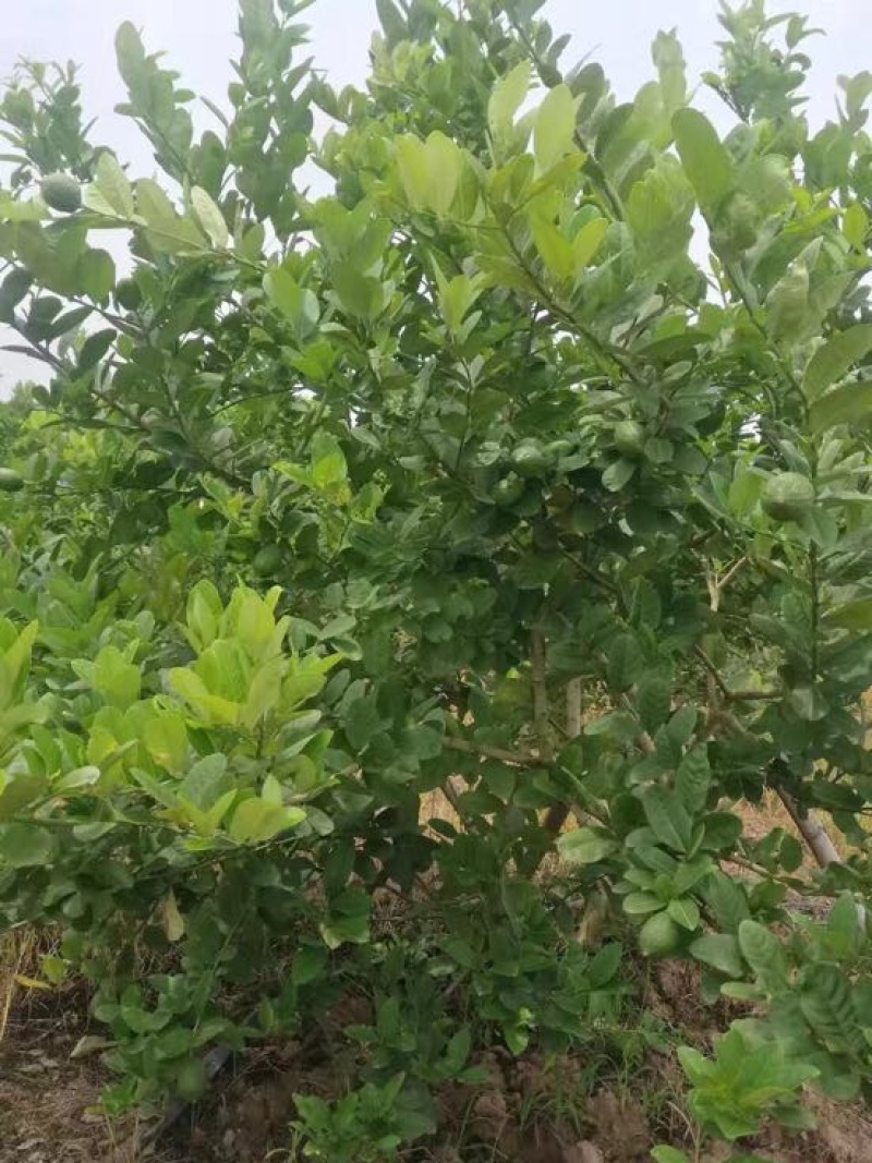 香水柠檬
