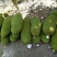 菠萝蜜10~15公斤