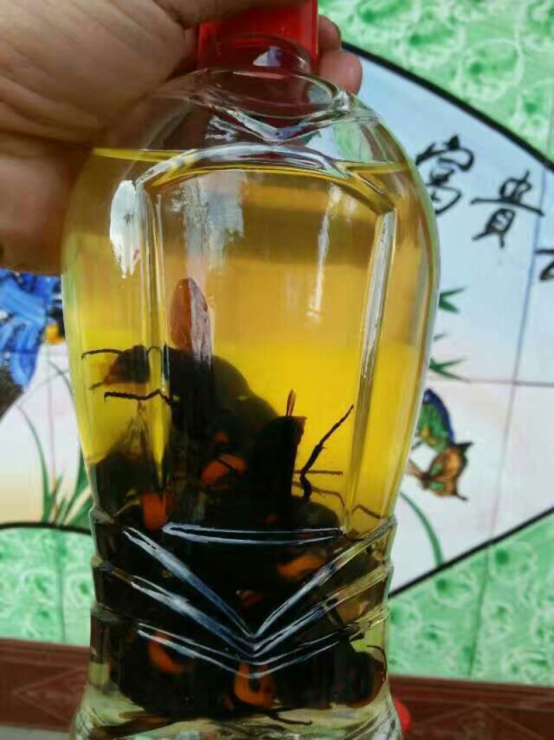 土蜂蜂蛹野生