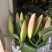 百合鲜切花3头10--15m
