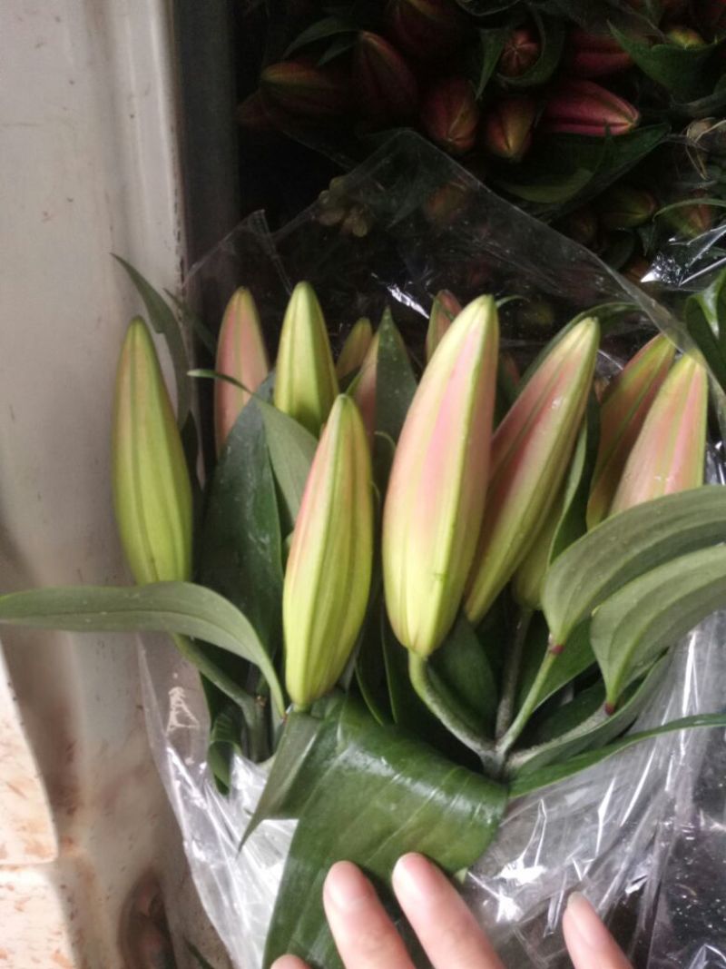 百合鲜切花3头10--15m