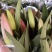 百合鲜切花3头10--15m
