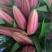 百合鲜切花3头10--15m