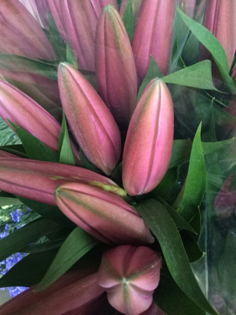 百合鲜切花3头10--15m