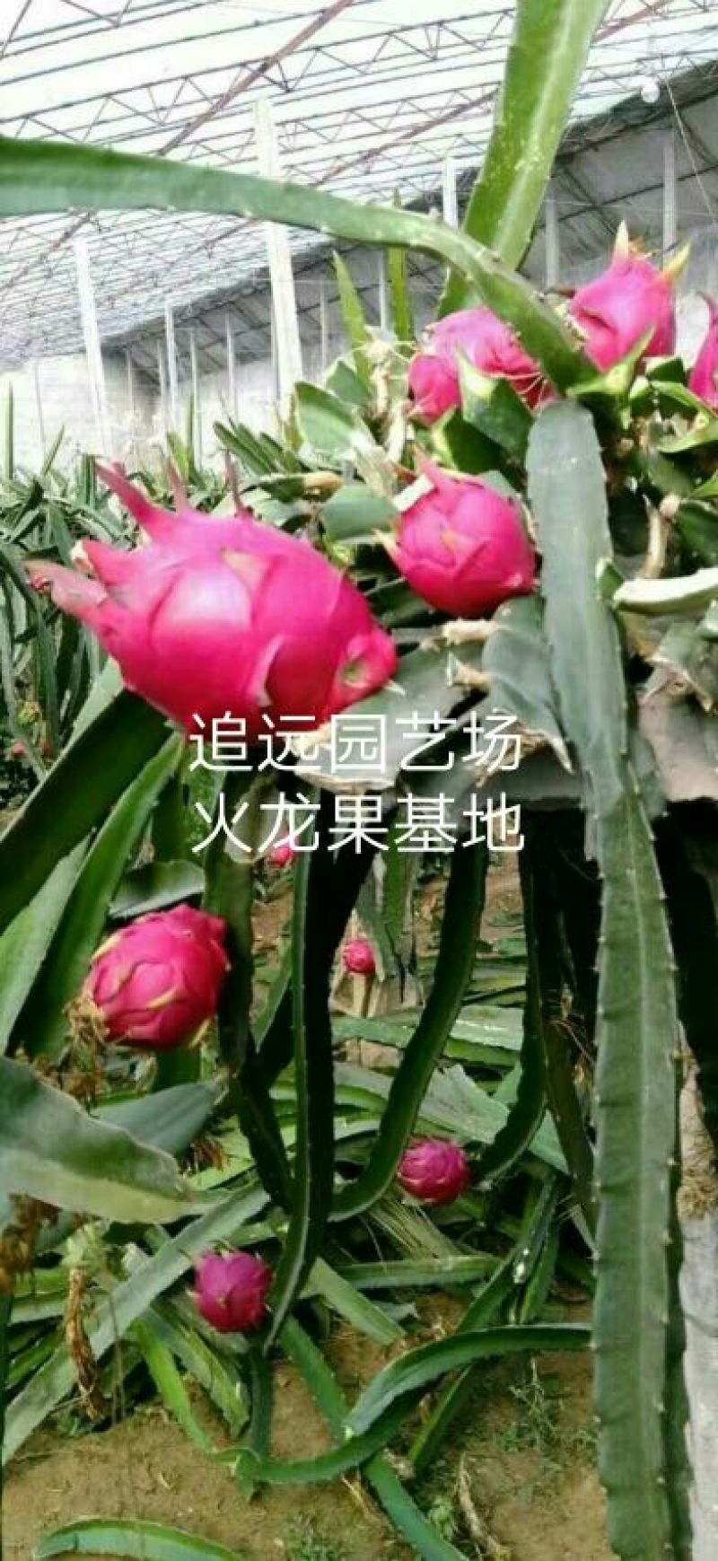 火龙果苗红心红肉白心火龙果苗，现起现发，保湿发货