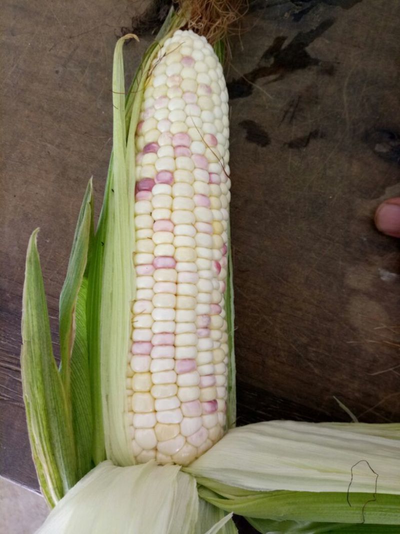 精品彩甜糯玉米，大量上市中果穗匀称稞粒饱满