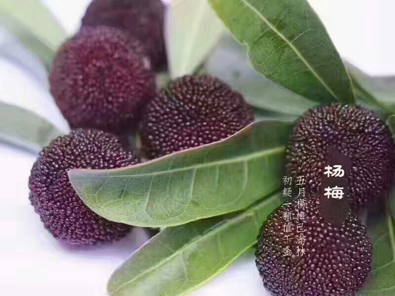 仙居杨梅超级好吃