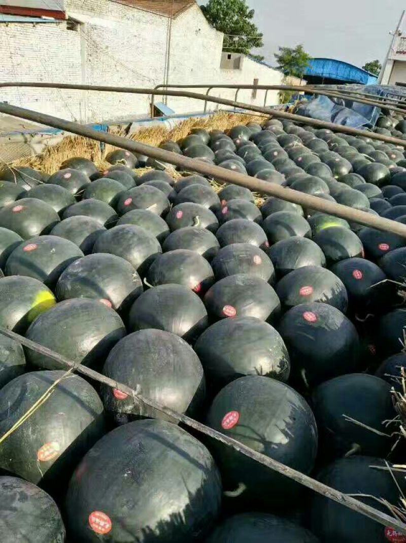 陕西精品陆地甜王美都西瓜大量上市，产地直销，量大从优
