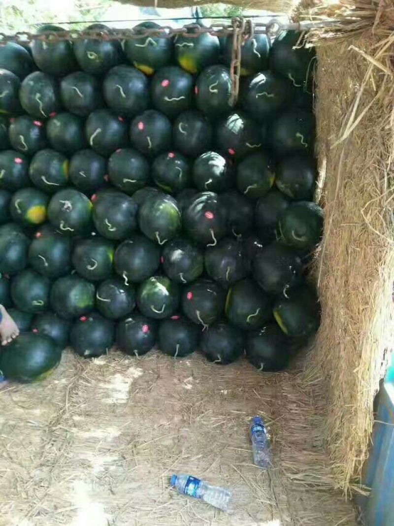 陕西精品陆地甜王美都西瓜大量上市，产地直销，量大从优