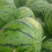双星西瓜8斤打底8成熟1茬