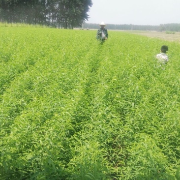 桃树苗40~50cm