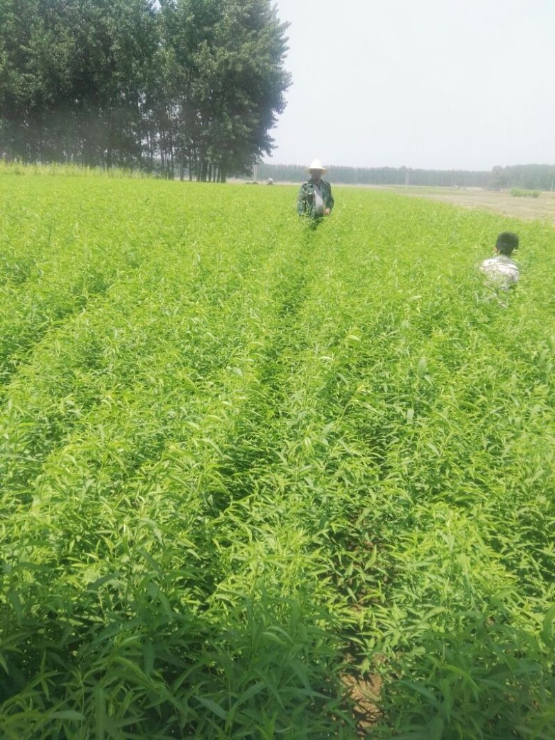 桃树苗40~50cm