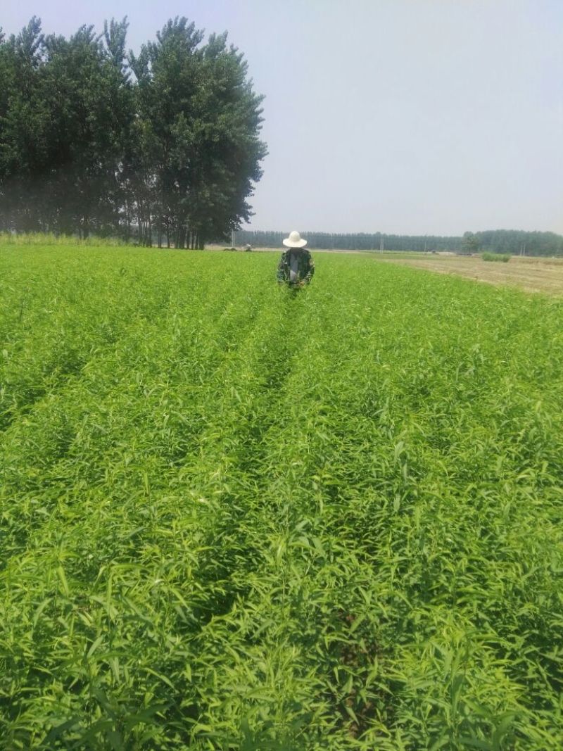 桃树苗40~50cm