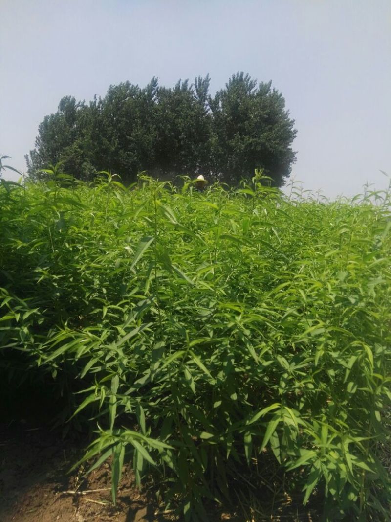 桃树苗40~50cm