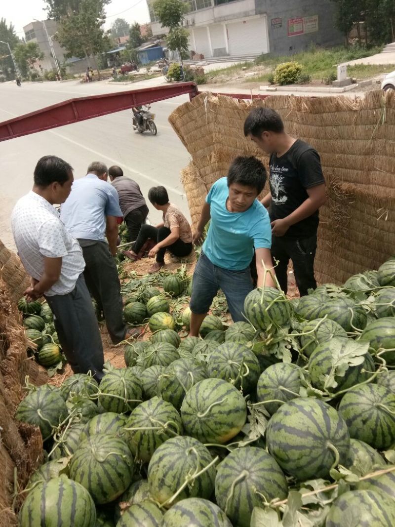 西瓜5斤打底9成熟1茬，产地直消，一手货源欢迎采购