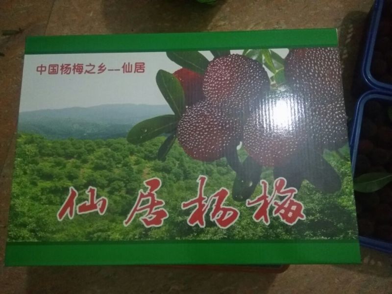 东魁杨梅2~2.5cm