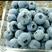 蓝丰蓝莓鲜果10~12mm以上