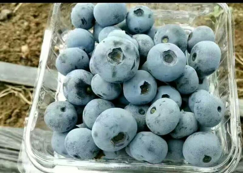 蓝丰蓝莓鲜果10~12mm以上
