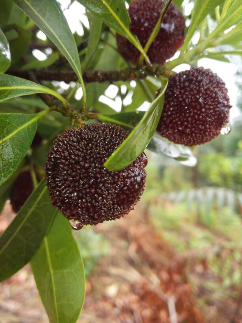 东魁杨梅3~4cm