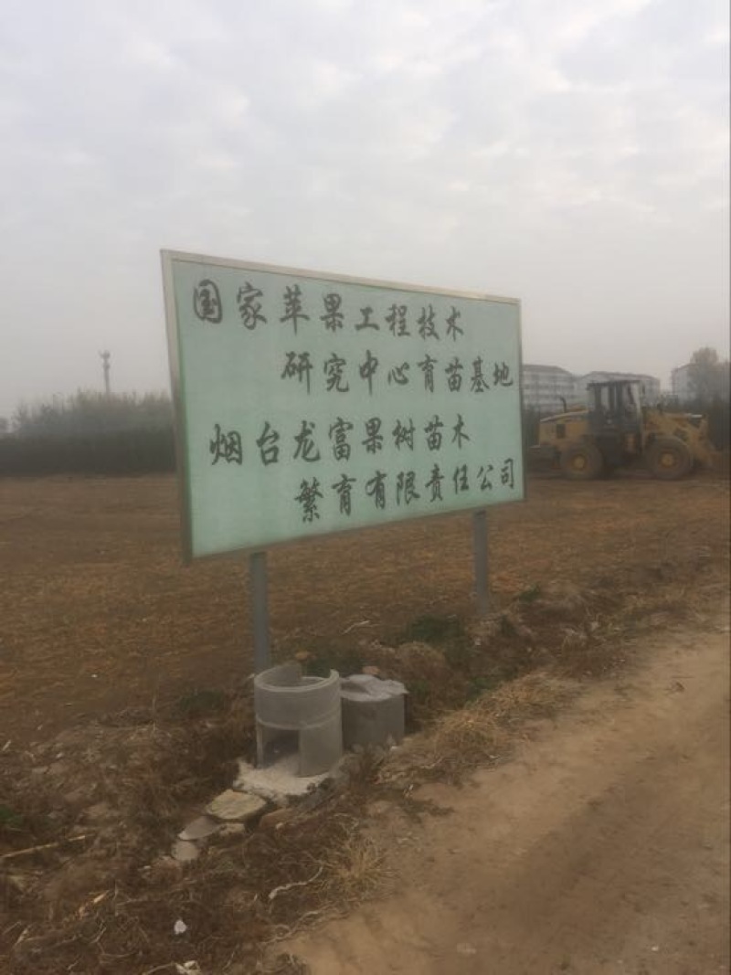 红富士苹果树苗
