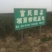 红富士苹果树苗