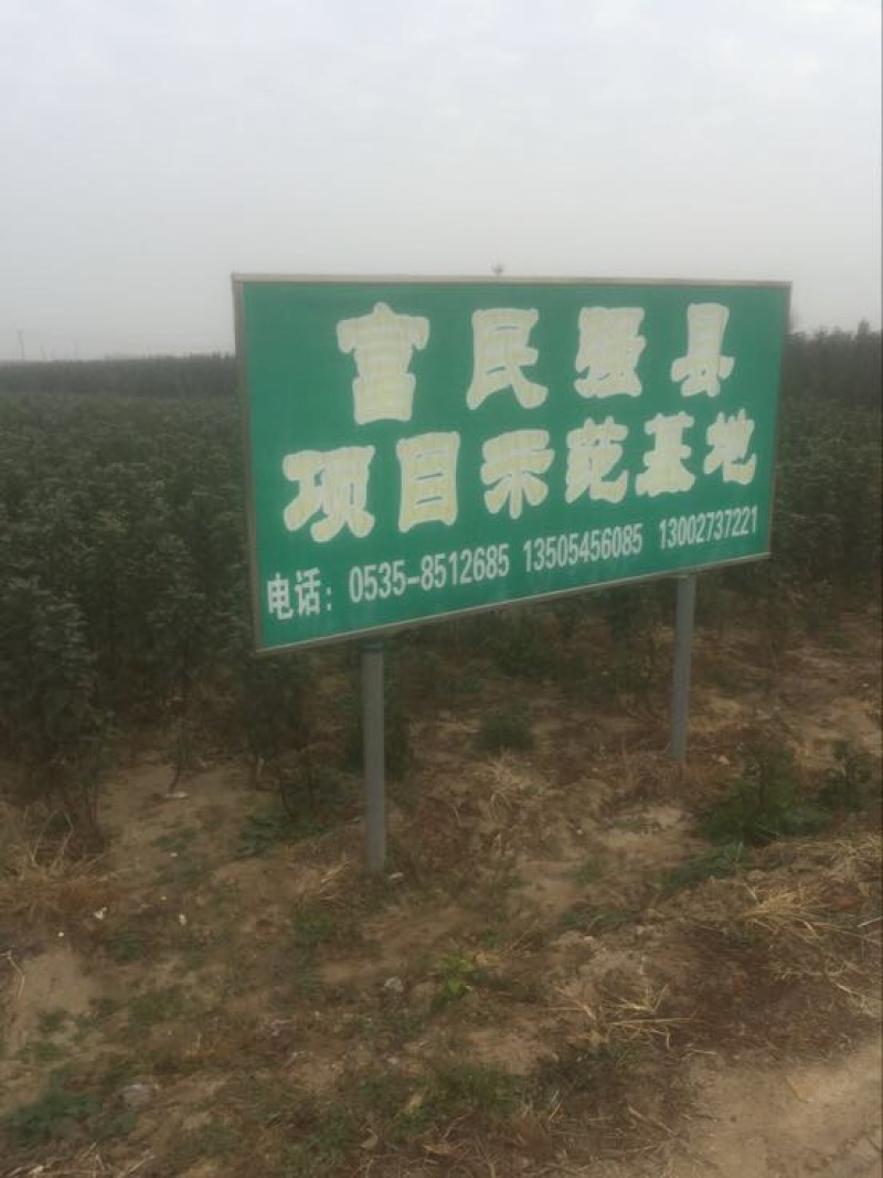 红富士苹果树苗