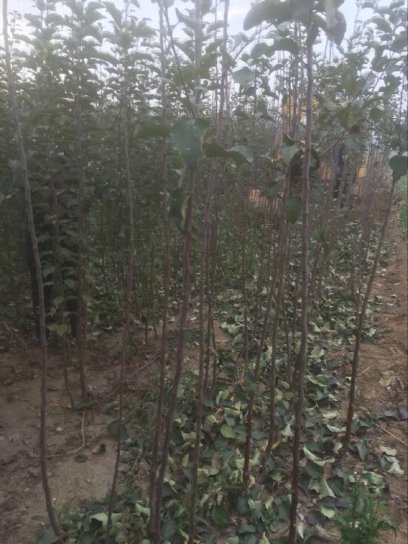红富士苹果树苗
