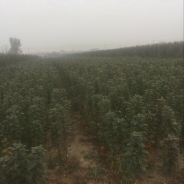 红富士苹果树苗
