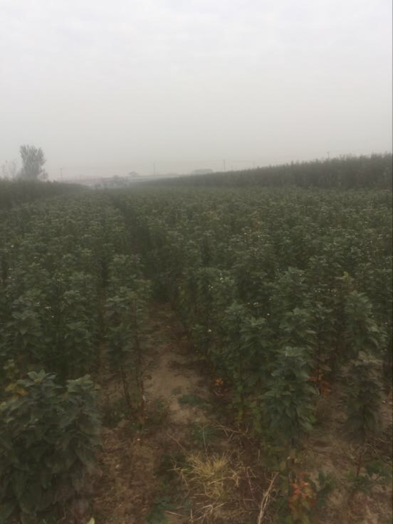 红富士苹果树苗