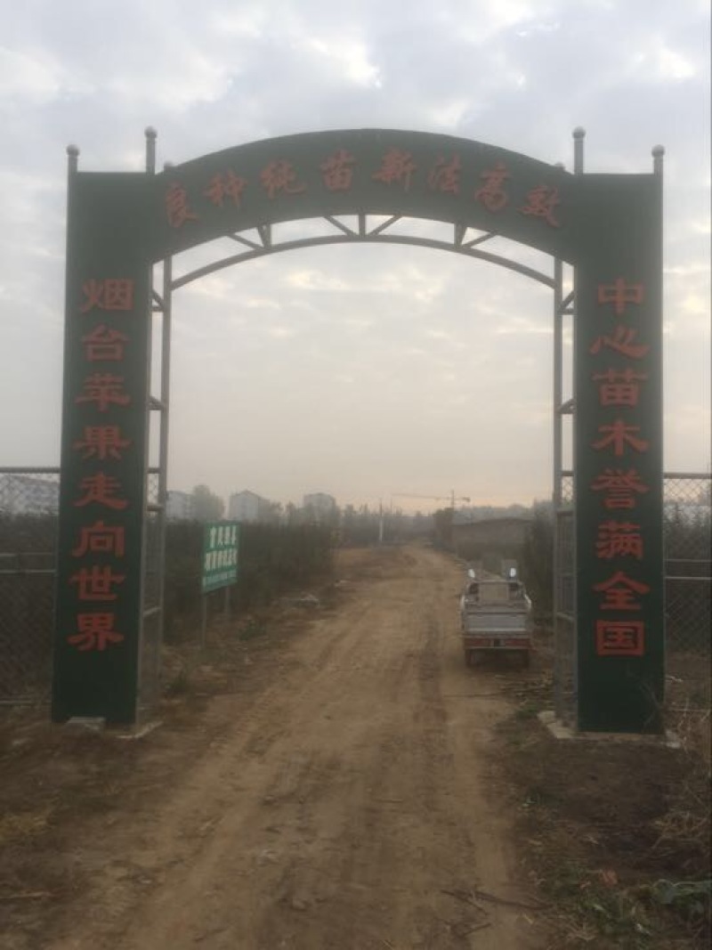 红富士苹果树苗