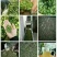 岳西高山绿茶耐泡型