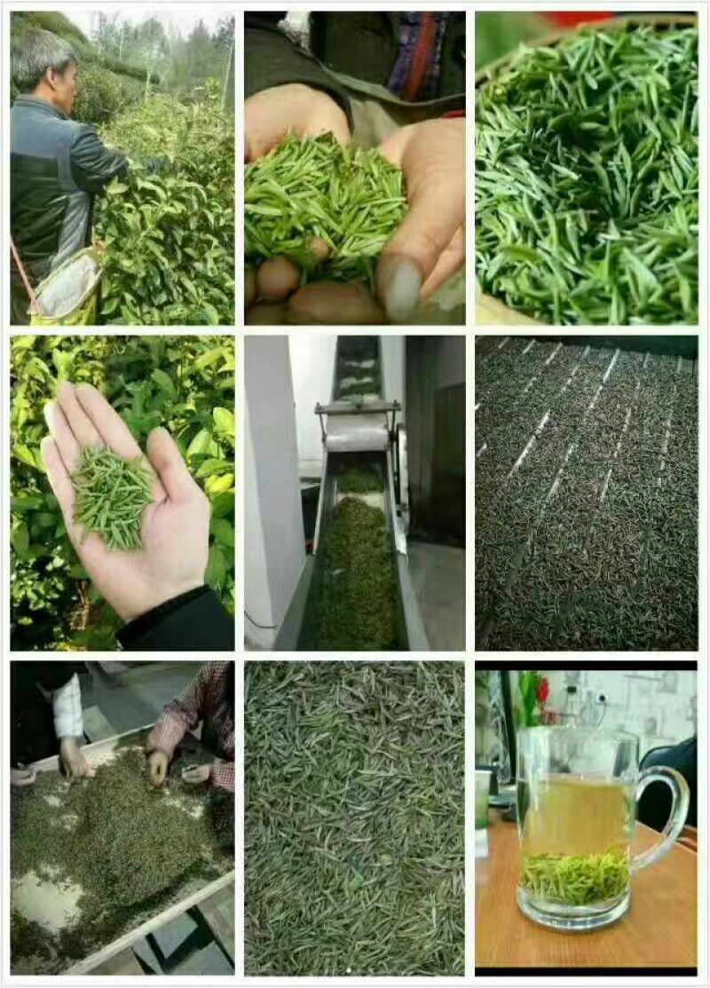 岳西高山绿茶耐泡型