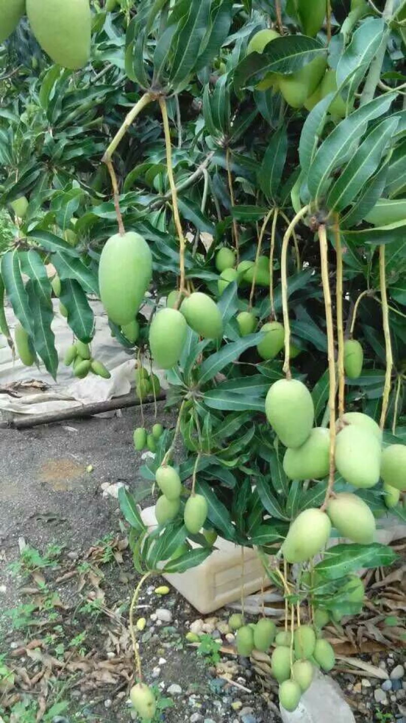 台农芒2两以上