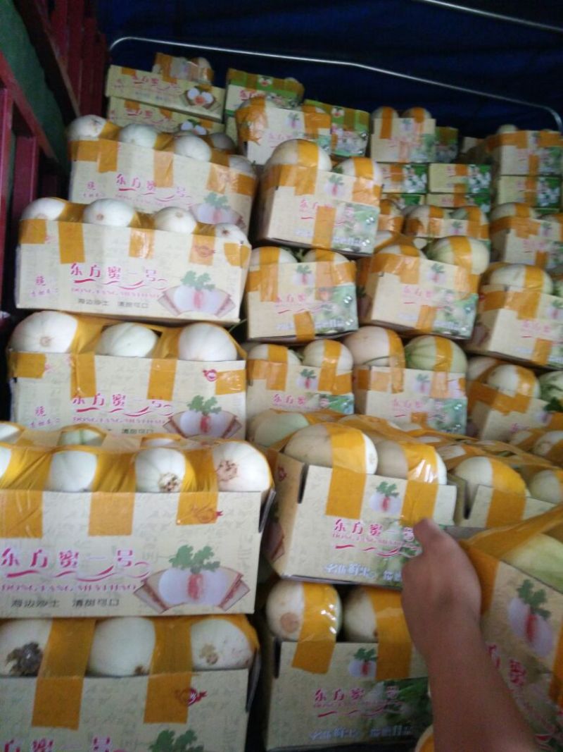 东方蜜1号甜瓜精品1斤以上