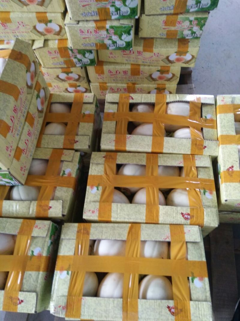 东方蜜1号甜瓜精品1斤以上